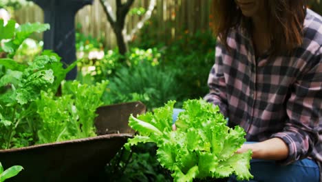 Mujer-Madura-Plantando-En-El-Jardín-4k