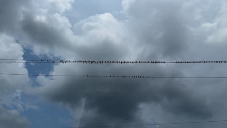 a group of birds perched on an electricity wire before the storm, birds generally do not get electrocuted when perched on power lines because their feet are at the same electrical potential