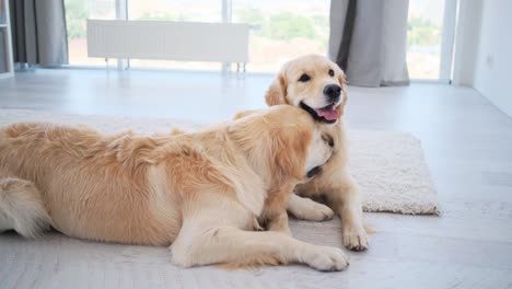 pair of golden retriever dogs kissing