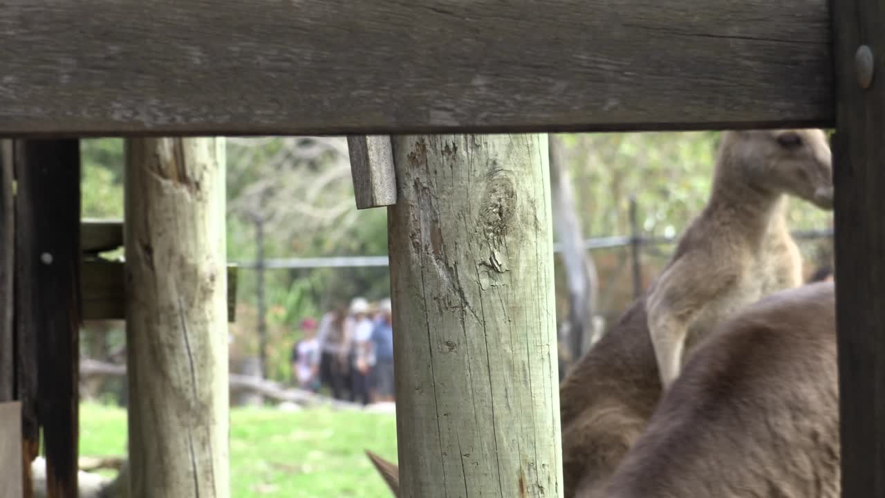 포로 호주 캥거루