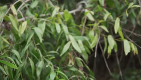 a lot of green leaves on branches of a tree