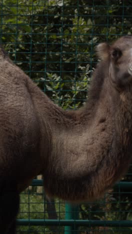 head of the camel with open mouse and eyes