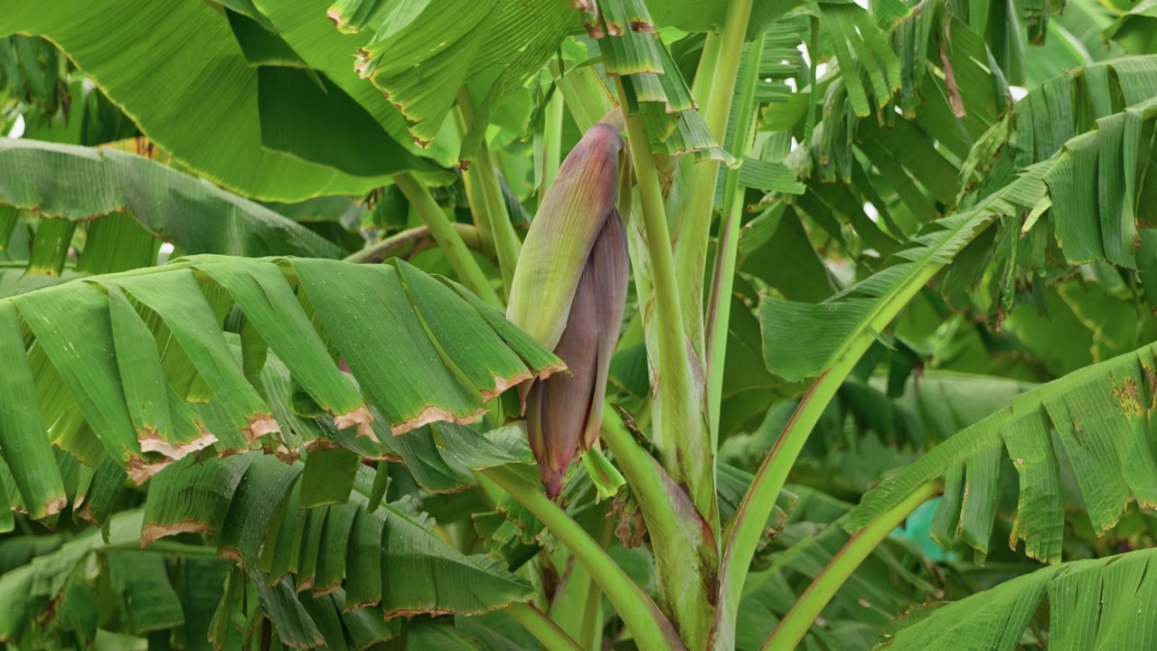 Primer plano cinematográfico de una flor de plátano creciendo en una platanera sana rodeada de exuberante follaje tropical. Grandes hojas verdes se mecen suavemente con la brisa, mostrando la etapa temprana del producto de plátano