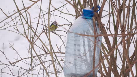 Winter-birds-in-park,-close-up