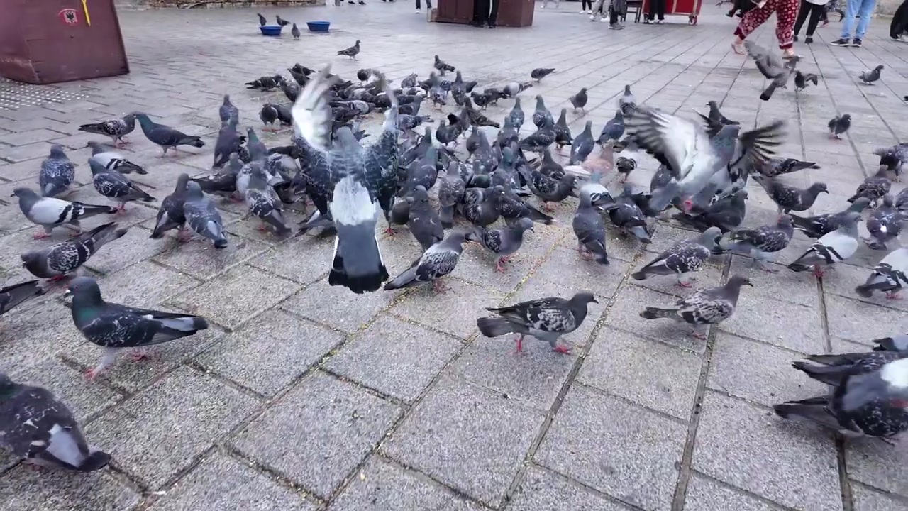 Bando de Pombos se Alimentando em uma Praça Pavimentada da Cidade