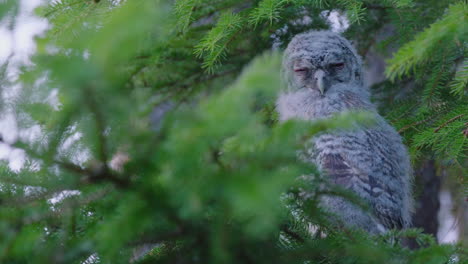 Closeup-Of-Juvenile-Tawny-Owl-Sleeping-In-The-Conifer-Tree-With-Green-Foliage-In-The-Forest