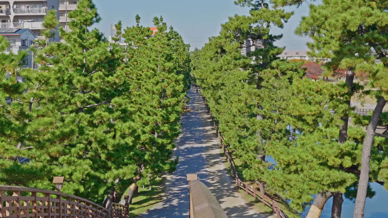 緑豊かな松の木の天蓋に縁取られた、草加松原の遊歩道を見下ろす、まっすぐで中心に配置された眺め。