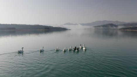 野生動物在自然界的概念