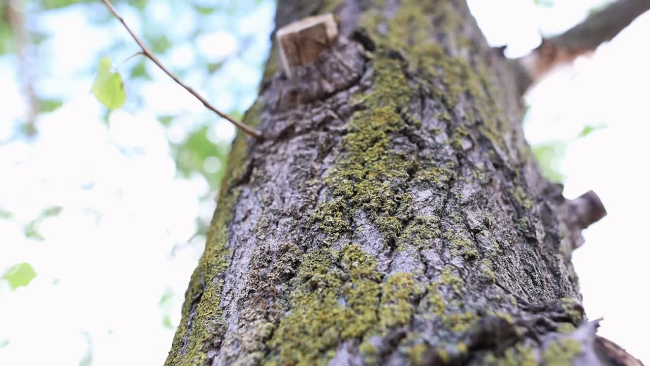 숲에서 이끼로 덮인 오래된 나무 줄기의 세부 사항