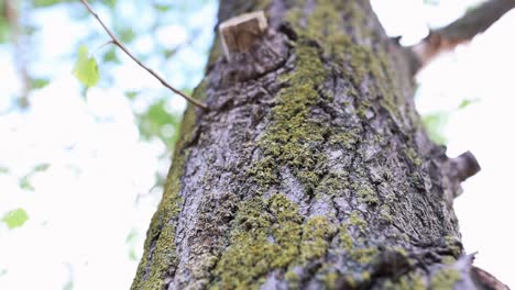 detalle de un viejo tronco de árbol cubierto de musgo en el bosque