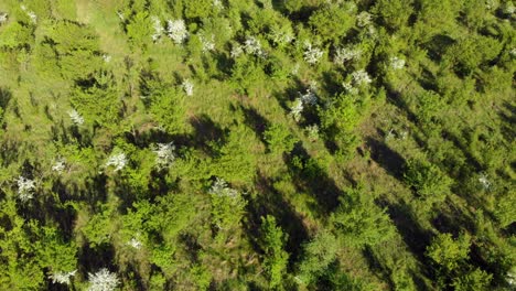 meadow in pomeranian district in poland