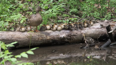 duckling attempting jump on to log with mother duck