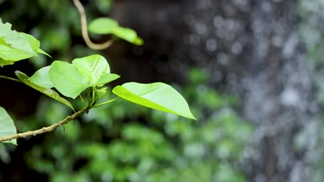 a leafy branch sways gently in the foreground as a soft-focus waterfall cascades behind, captured in natural daylight with a shallow depth of field
