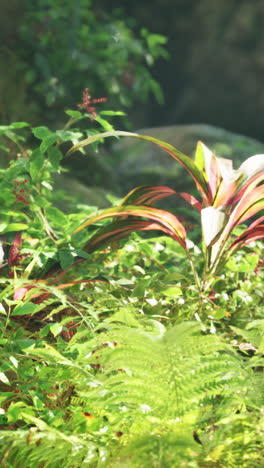 tropical plants in a lush garden