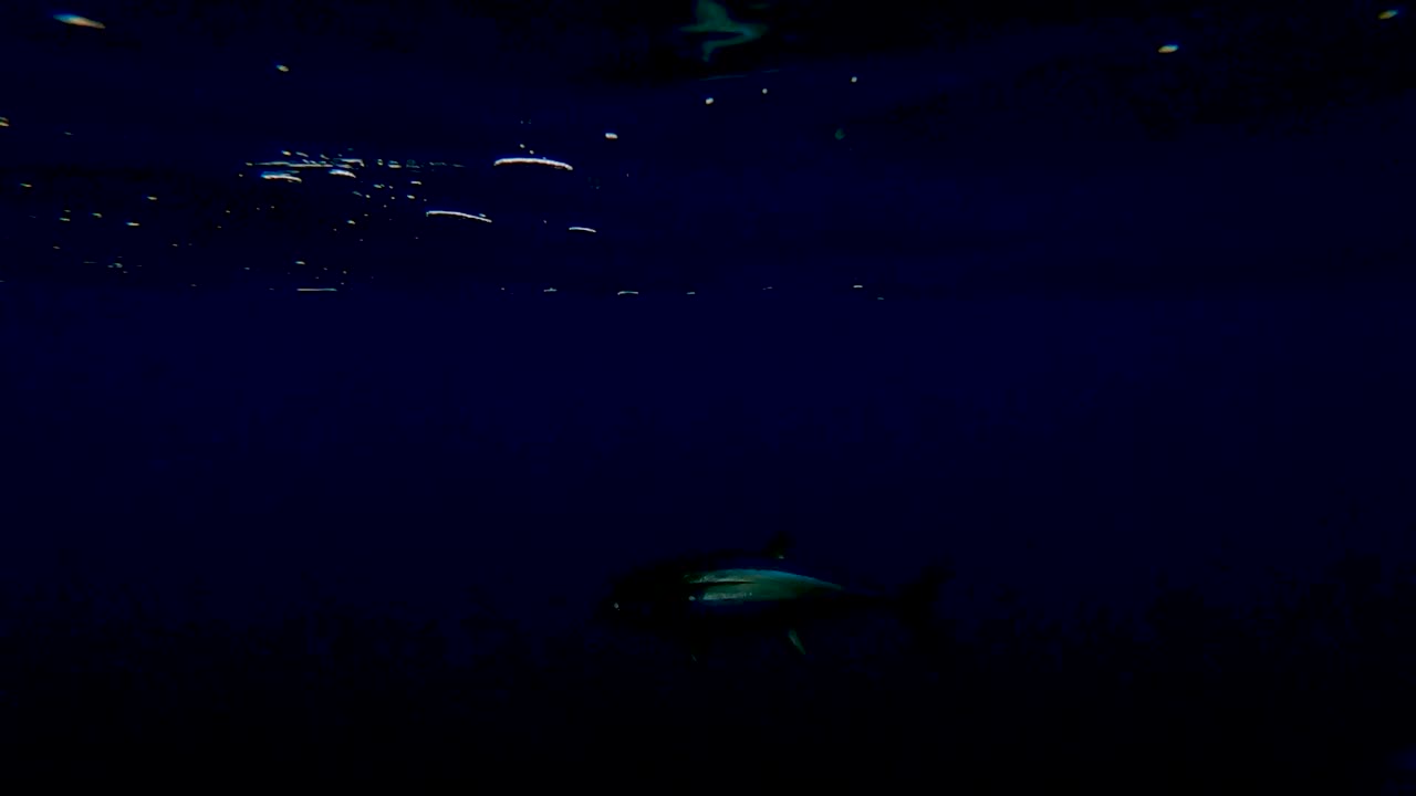 подводный вид желтоногих тунцов