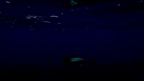 underwater view of a yellowfin tuna