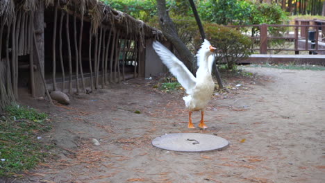 A-goose-gracefully-flaps-its-wings-early-morning-in-the-forest