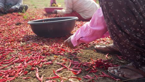 Trabajadoras-Migrantes-Clasificando-Chiles-Rojos-Secos-En-La-Ola-De-Calor-Del-Verano,-Maharashtra,-India