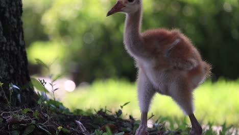bebé grulla canadiense de cerca