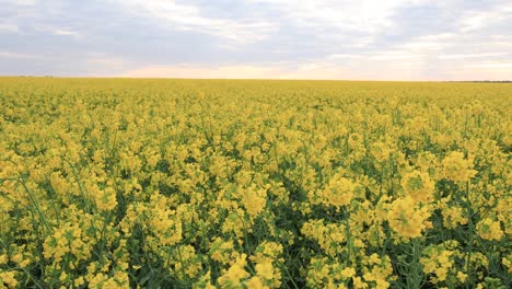 blooming rapeseed field. valuable agricultural culture