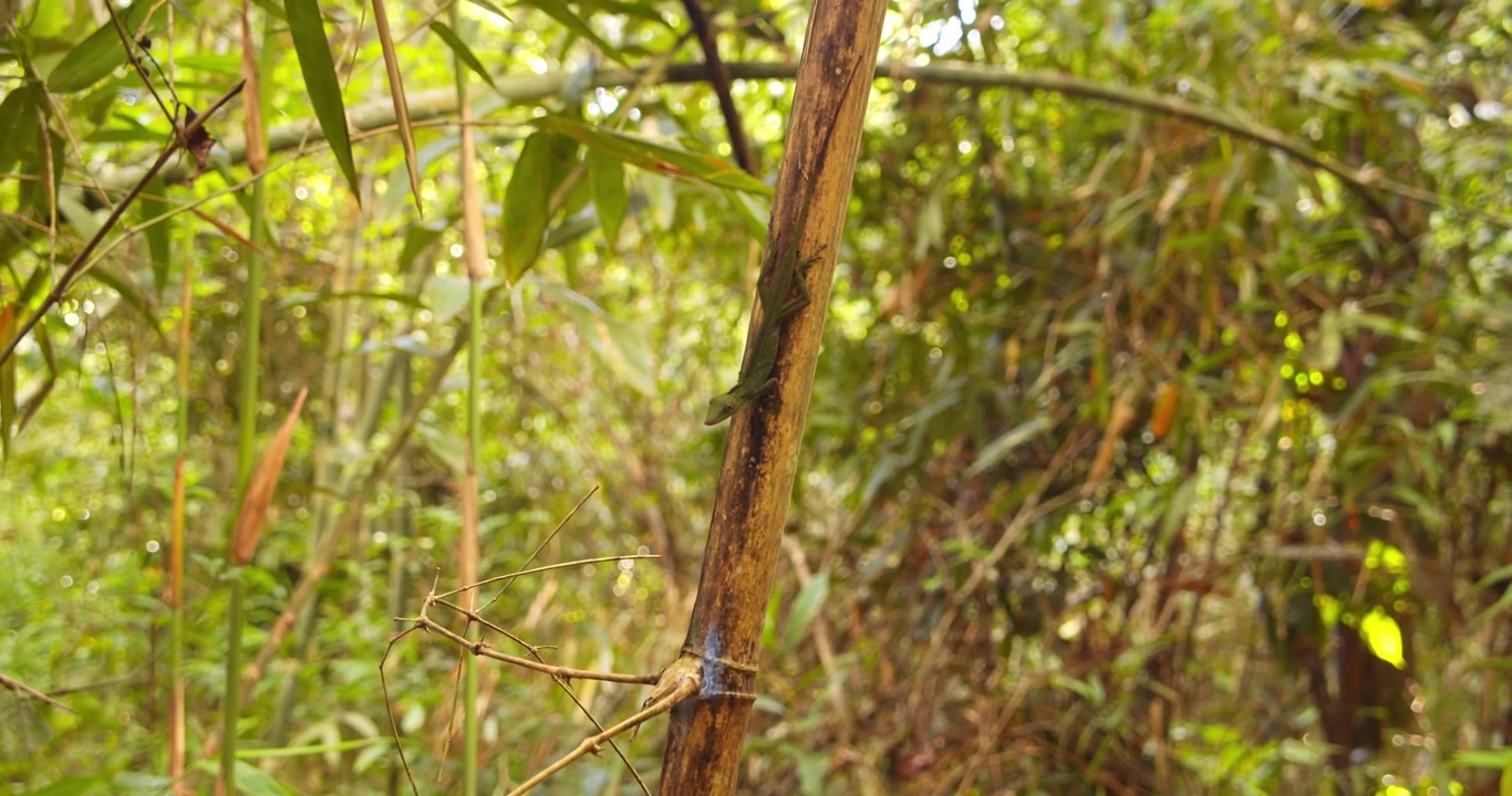 Lucertola Anolis verde in campo lungo sul tronco di una pianta di bambù, ben mimetizzata.