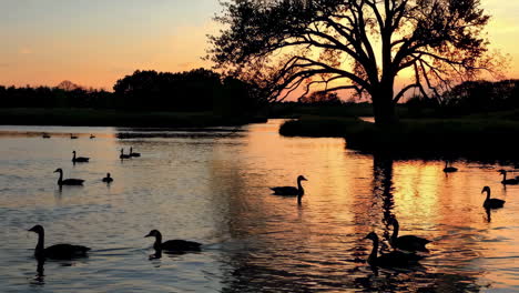 geese silhouettes on a tranquil lake at sunset