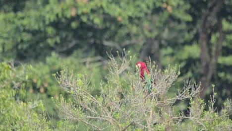 scarlet macaw sits motionless in tree, partially hidden, tambopata national reserve