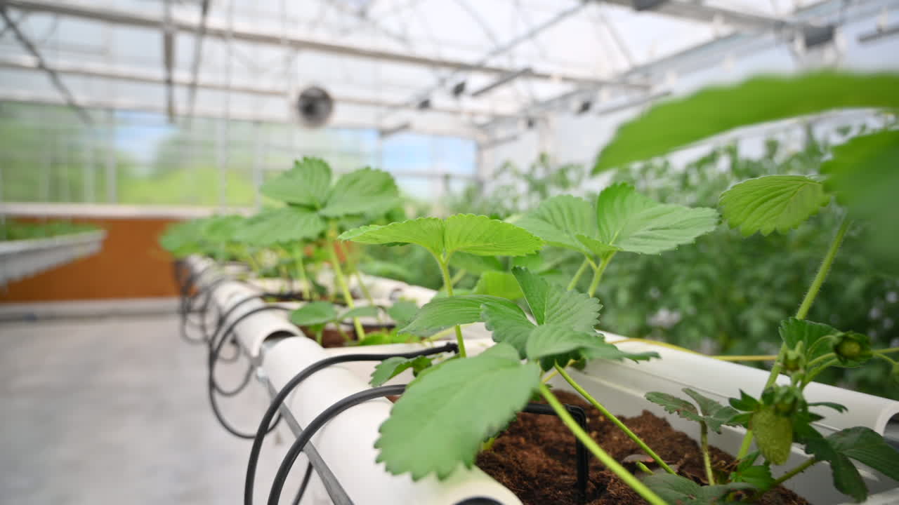 Fragola selvatica coltivata con il metodo idroponico in una serra