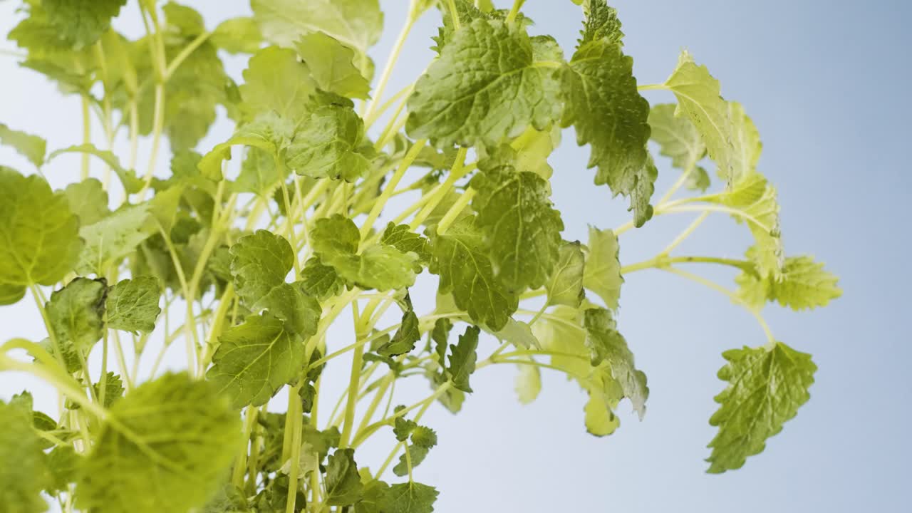 상업용 민트 부시 회전 근접 촬영