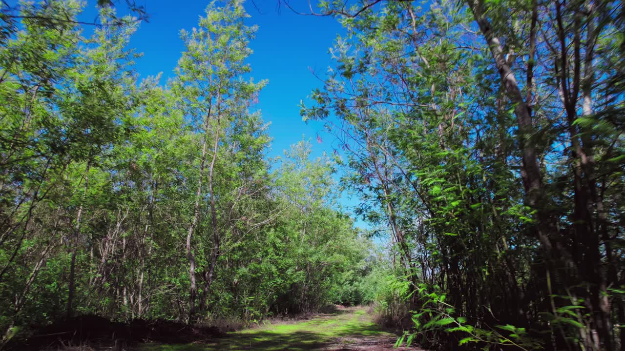 나무 도로를 통해 뒤로 움직이고, 위로 기울어