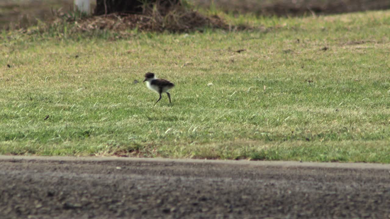 가면 을 쓴  ⁇  날개 를 가진 새 새 새 새 새 새 새 새 새 새 새 새