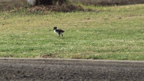 Masked-Lapwing-Plover-Baby-Chick-Bird-Pecking-At-Grass