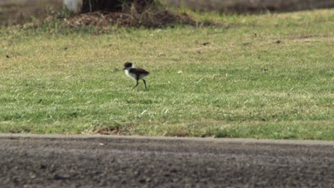 masked lapwing plover baby chick bird pecking at grass