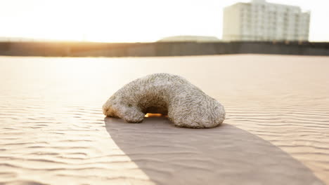 old white coral on sand beach