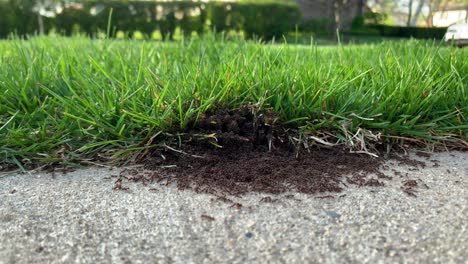 Ant-colony-war-on-sidewalk-near-grass