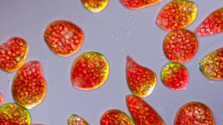 Microscopic view of red and green algae cells