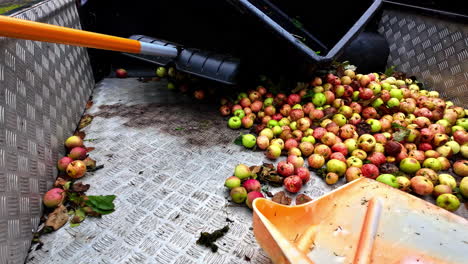 harvesting green and red apples in a metal container, agriculture of fruits in the autumn, copy space