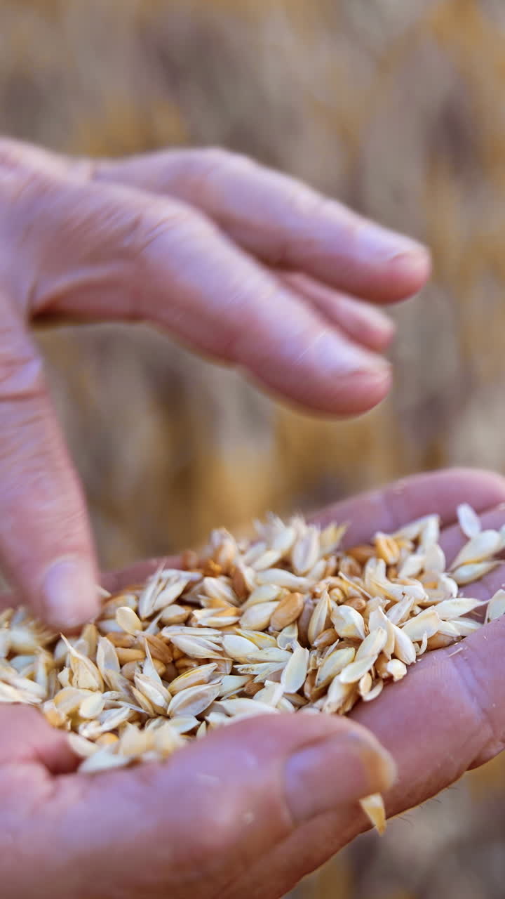 Dry ripe wheat grain on the palm of unrecognized man. Checking the corn for ripeness in the field. Close up. Vertical video