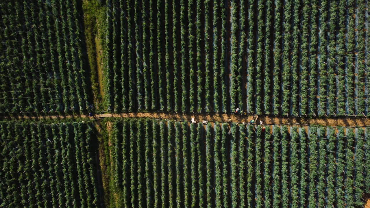 trabajadores rurales irreconocibles que trabajan en campos de cultivo