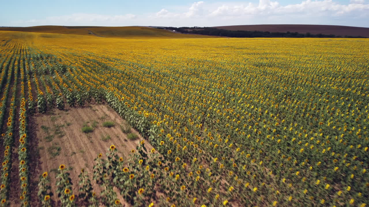la impresionante belleza de un campo de girasoles desde una perspectiva única con nuestras impresionantes imágenes de drones