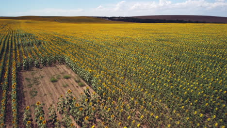 Atemberaubende-Schönheit-Eines-Sonnenblumenfeldes-Aus-Einer-Einzigartigen-Perspektive-Mit-Unseren-Atemberaubenden-Drohnenaufnahmen