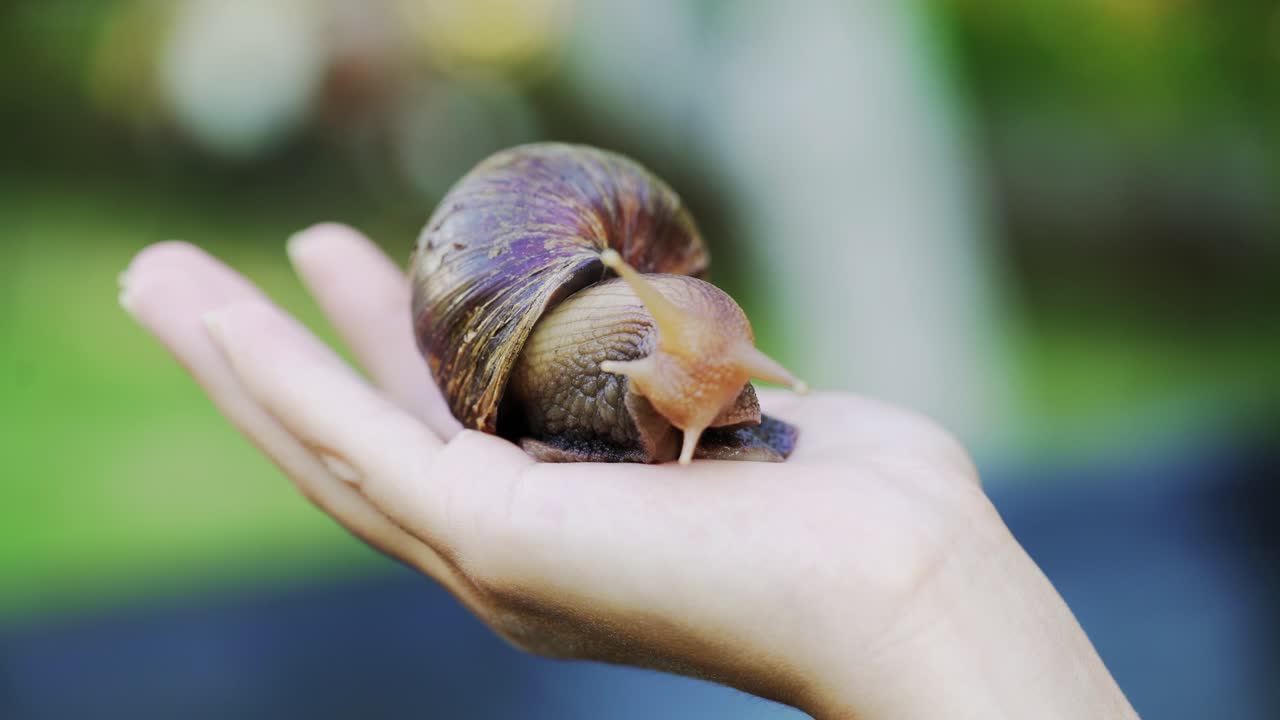 Close-up of snail Achatina fulica on the palm of a man. Domestic shellfish with healing mucus.