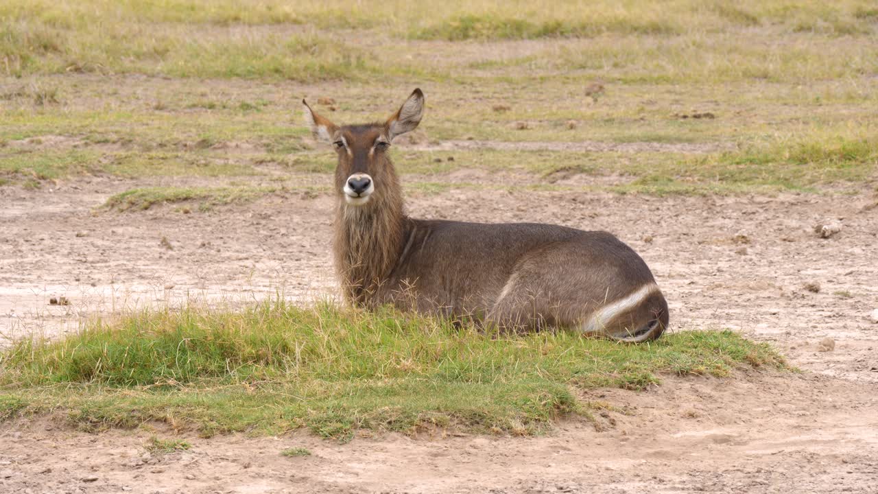 A Waterbuck resting in mid afternoon ruminating the earlier eaten food in wide shot UHD