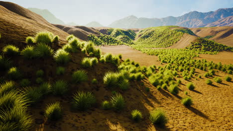 desert area near oasis with shrub vegetation