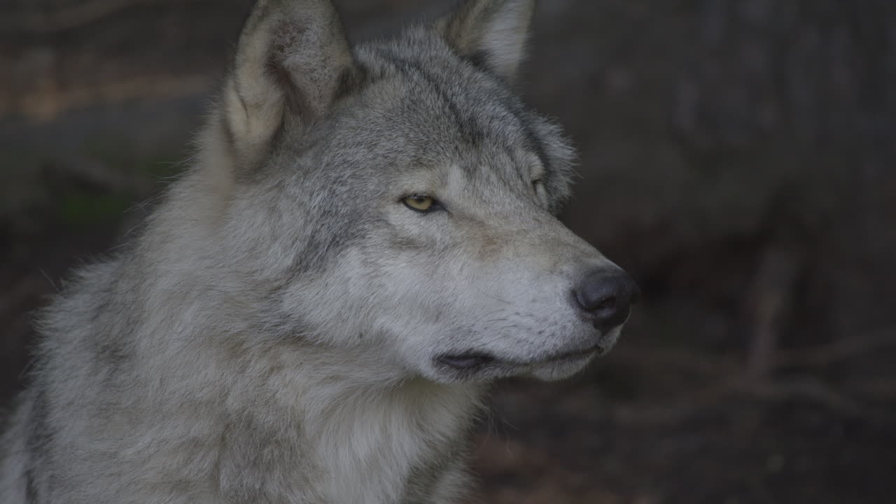 lobos en el bosque boreal canadiense