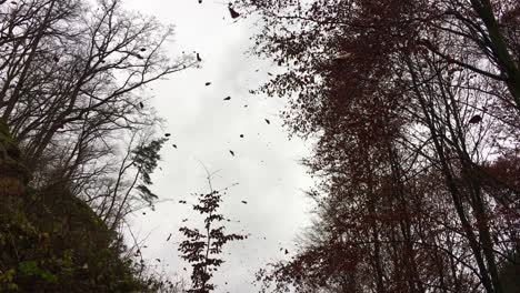 la lluvia de hojas que caen en un día de otoño