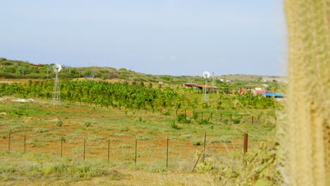 Tiro-Revelador-Deslizante-De-Tierras-De-Cultivo-Tropicales-Verdes-Con-Molinos-De-Viento-Y-Palmeras,-Sint-Joris,-Curacao