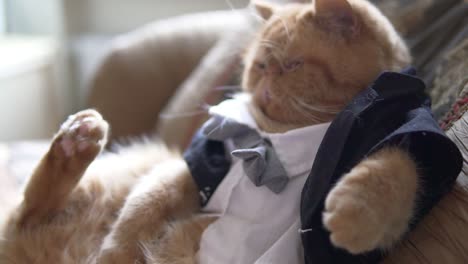 Un-Gato-Persa-Con-Traje,-Pajarita-Y-Chaqueta-Se-Sienta-En-El-Sofá-Como-Un-Jefe