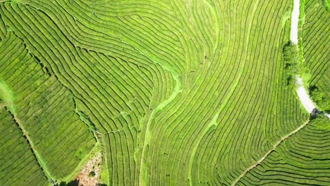 plantación de té cha gorreana vista aérea con terrazas verdes y exuberantes en las azores, portugal