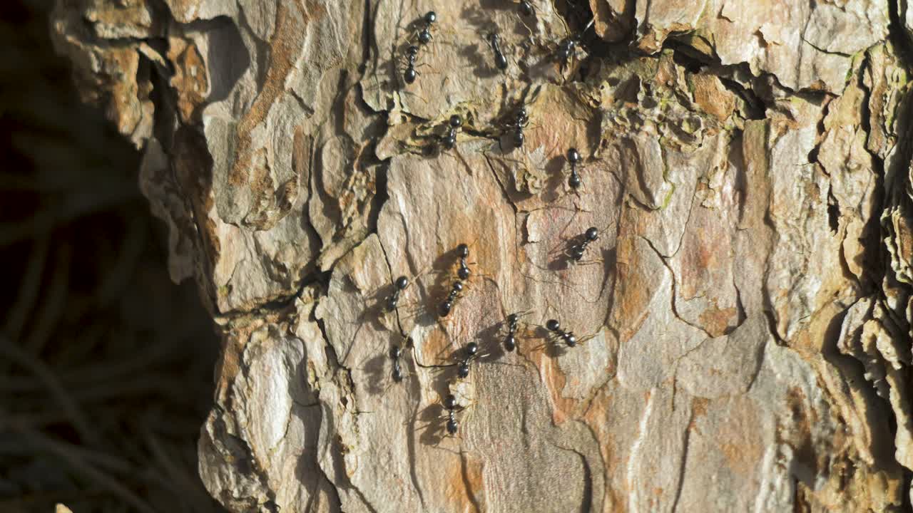 Formiche setose si muovono sul nido, formicaio con formiche setose in primavera, lavoro e vita delle formiche in un formicaio, giornata di sole, scatto macro ravvicinato, bassa profondità di campo.